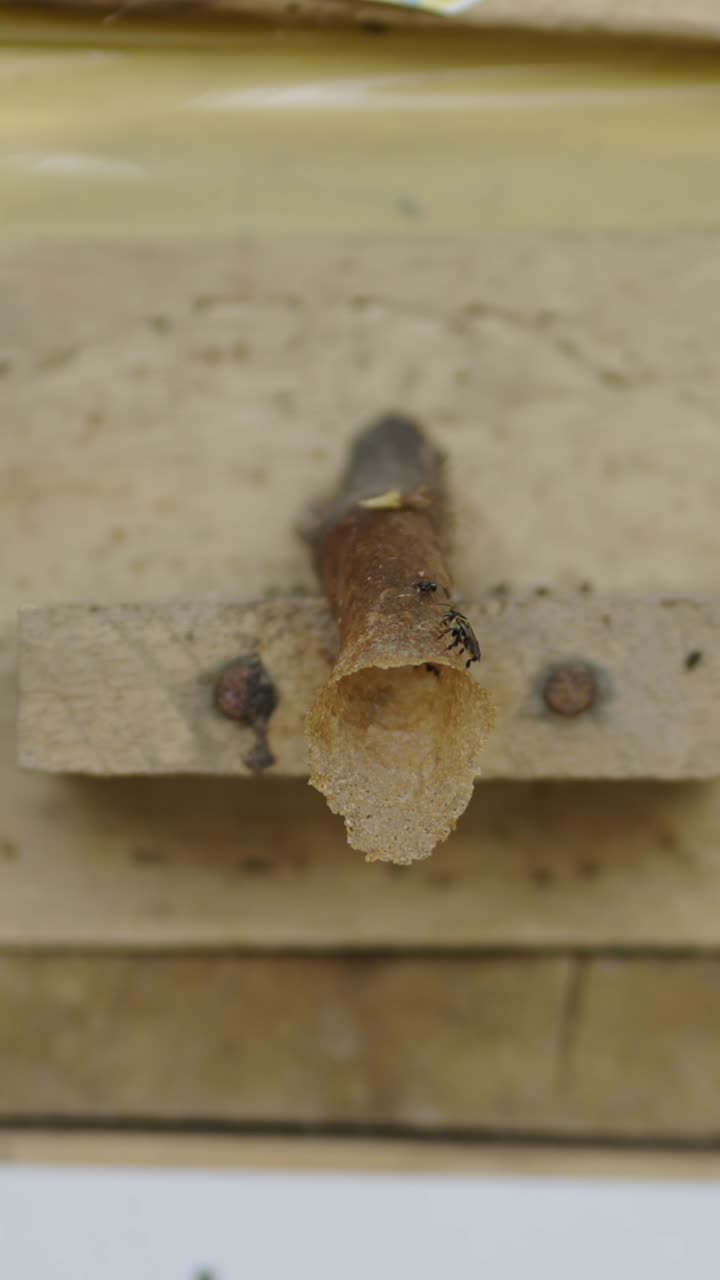 Stingless bee nest entrance