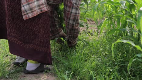 a farmer cutting grass for animals' food with a sharp sickle at the countryside in thailand - closeup shot