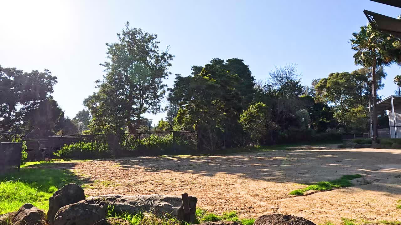 jirafas moviéndose alrededor de su hábitat del zoológico