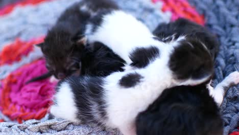 blind kittens with closed eyes. cute cats are lying asleep