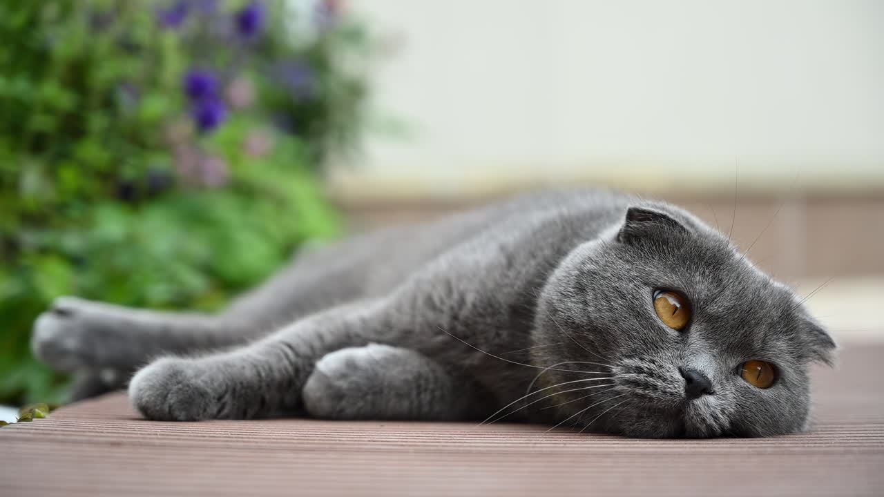 Un bellissimo gatto grigio con brillanti occhi color ambra seduto in un giardino rigoglioso