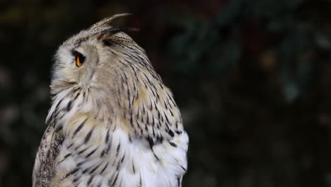 owl turning head, watching with keen eyes