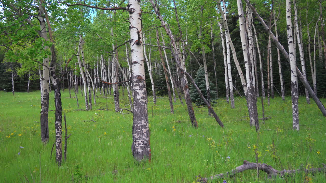 Aspen Tree spring yellow flower in Colorado forest cinematic aerial drone lush dark green grass wind day sun peaceful Rocky mountain hiking trail Denver Vail Aspen Telluride Evergreen slide right slow