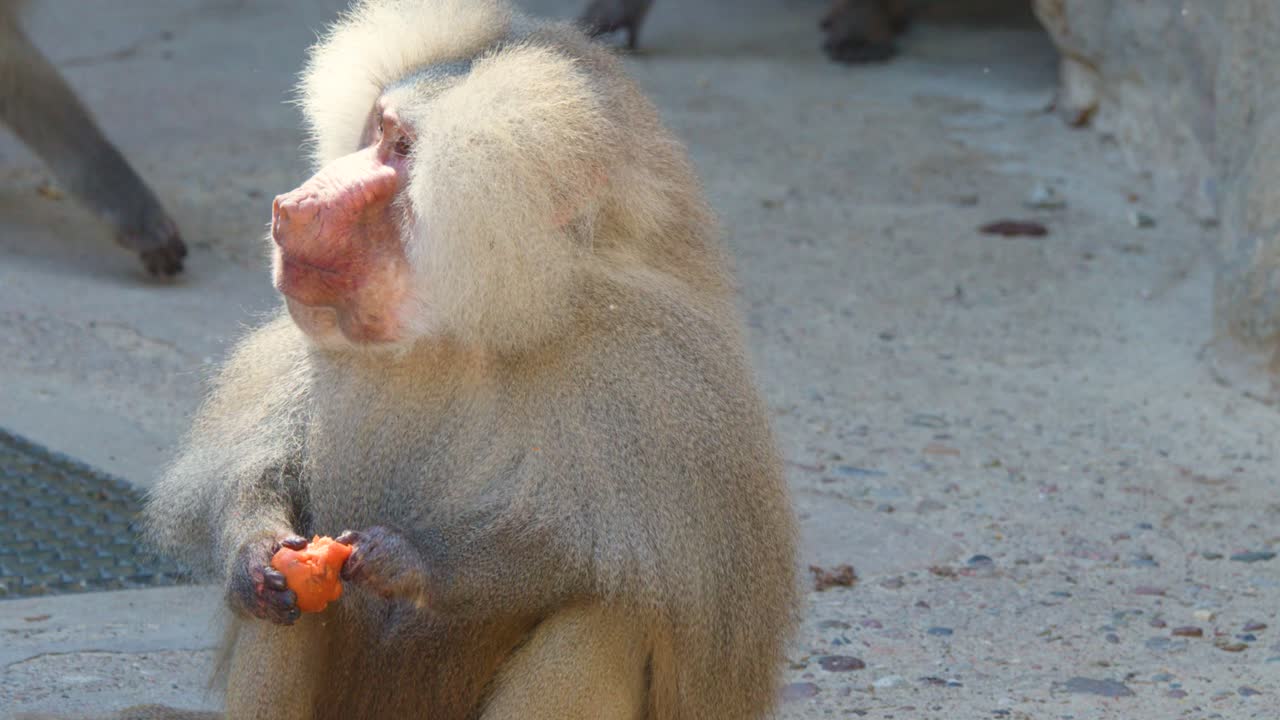 Male hamadryas baboon sits on ground eating carrot in daylight, close-up, natural behavior