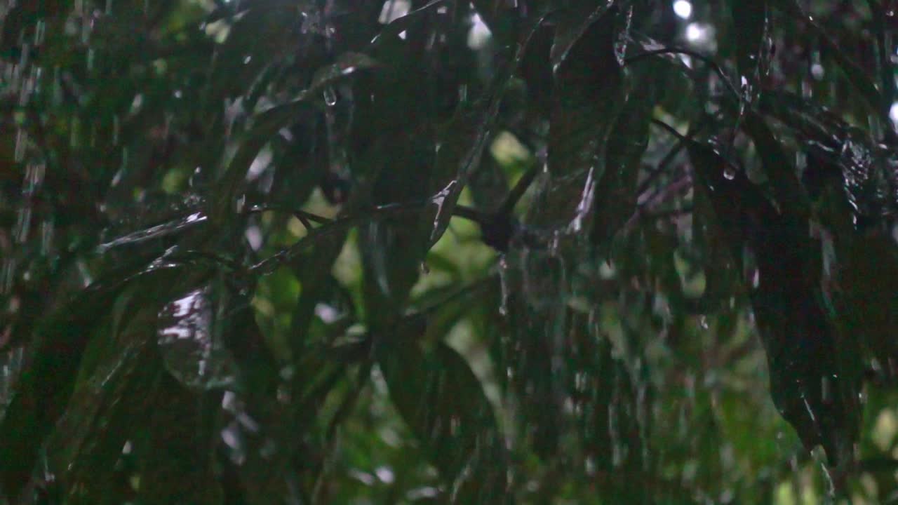 Heavy monsoon rain in slow-motion with raindrops glistening on wet mango leaves, captured in a close-up shot against a lush forest backdrop