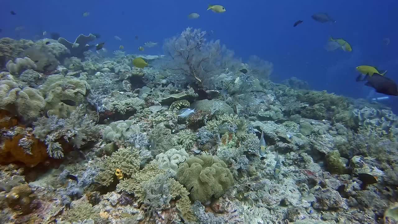 Underwater Coral Reef with Diverse Fish Life