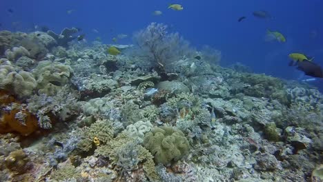 underwater coral reef with diverse fish life