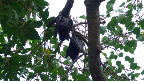 two bats hanging on a tree branch
