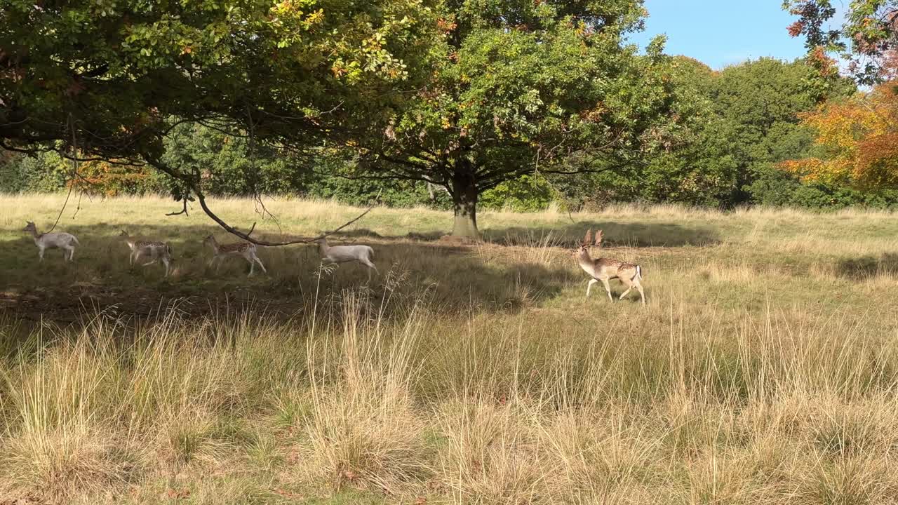 ciervos salvajes, ciervos pastando en el campo bajo una zona boscosa