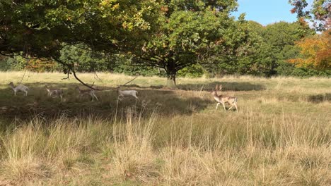 Wild-deer,-stag-grazing-in-the-countryside-under-wooded-area