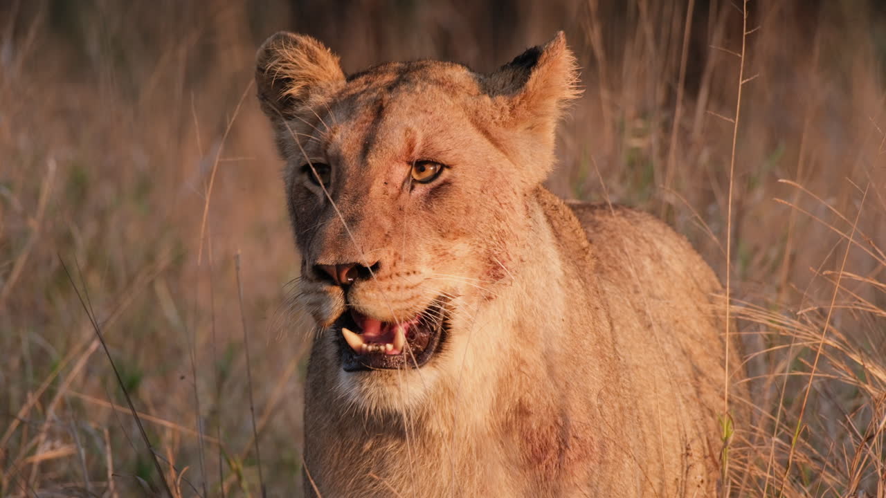 león africano mirando a su alrededor en la sabana salvaje durante el atardecer