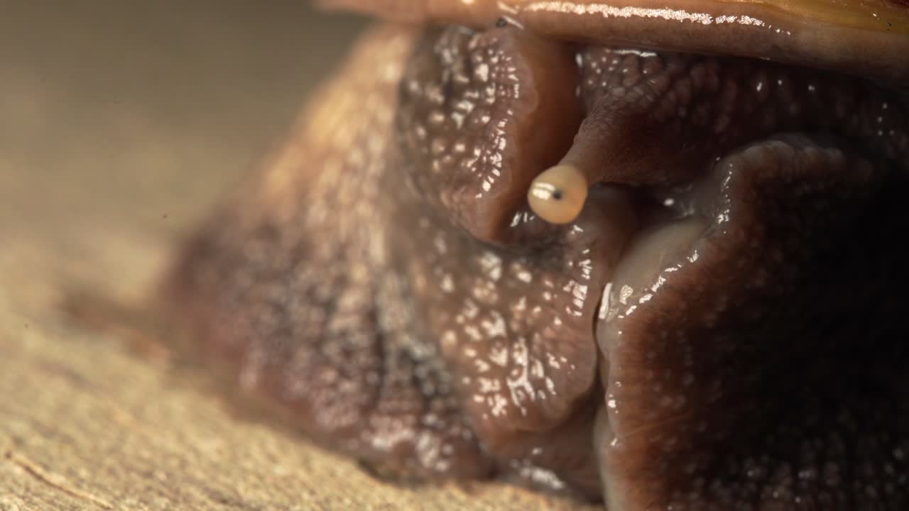 Macro footage of Seychelles snail (Lissachatina fulica) closeup to the eyes and front, Mahe, Seychelles 30fps 2