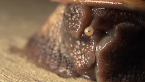 macro footage of seychelles snail (lissachatina fulica) closeup to the eyes and front, mahe, seychelles 30fps 2