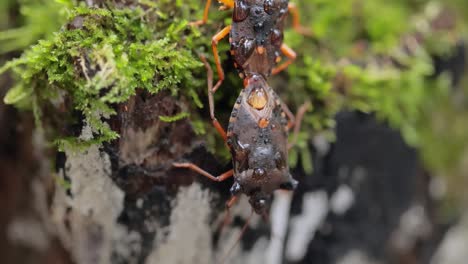 waldkäfer oder rotbeiniger schildkäfer (pentatoma rufipes) ist eine art schildkäfer der familie pentatomidae, die häufig in den meisten teilen europas vorkommt. sie bewohnt wälder, wälder, obstgärten und gärten