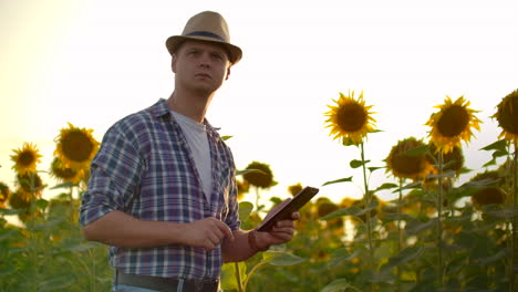 a scientist in straw hat walks across a field with large sunflowers and writes information about it in his electronic tablet in summer evening.