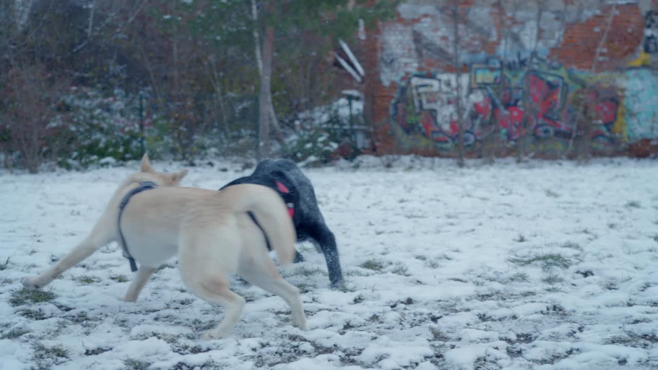 눈 속에서 시베리안 허스키를 노는 개