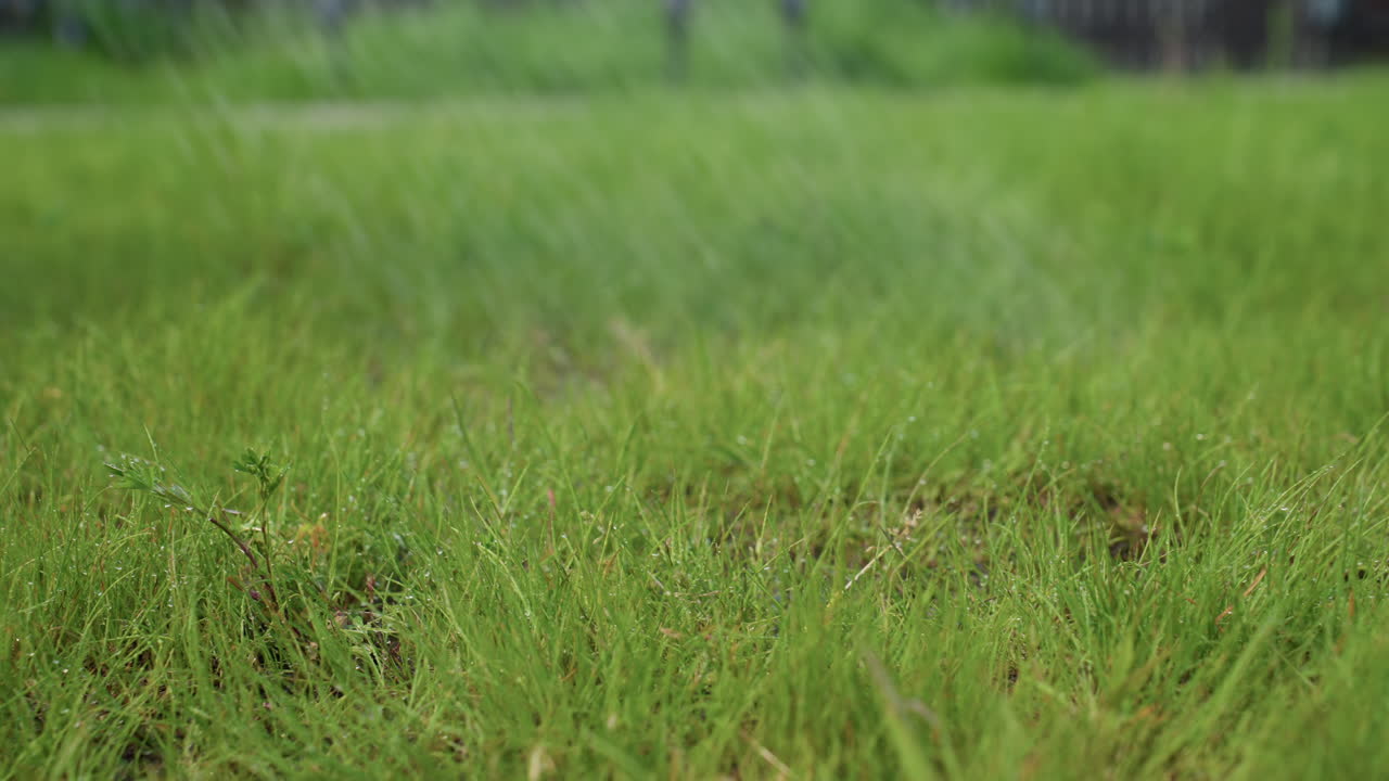 close up of lush green grass being watered by person holding hose in sunny backyard, water droplets shimmer on blades and soil while gentle spray hydrates garden