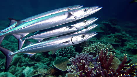 group of fish near coral reef