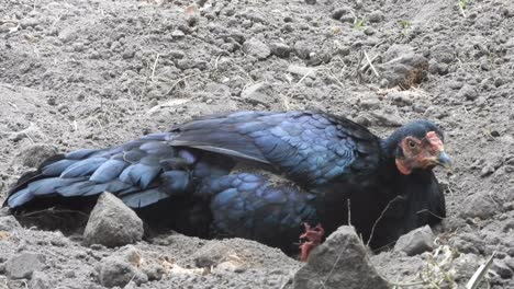 pollo tomando un baño en la arena