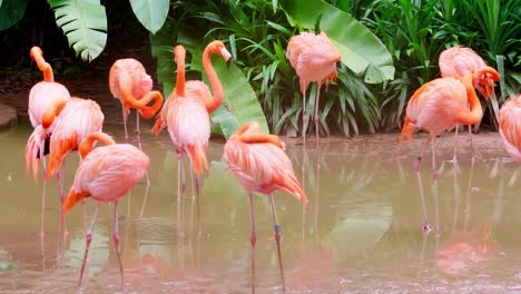 large number of flamingos in the conservation area-1