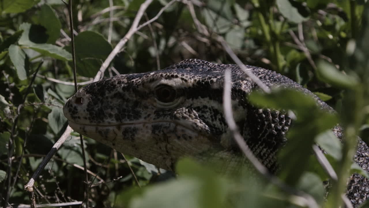 cerca del lagarto monitor de agua asiático