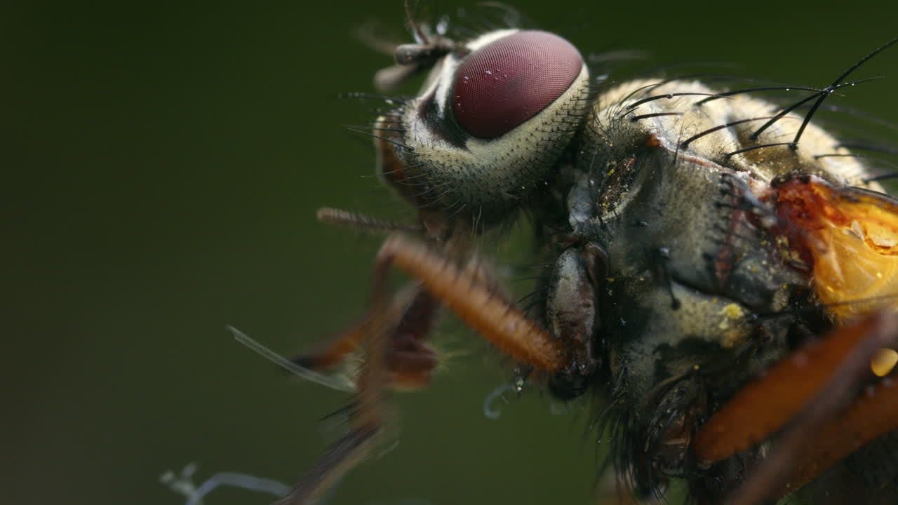 Macro closeup fly with extending siphon. Family Muscidae, possibly Helina depuncta