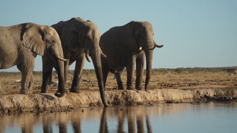 Three-savannah-elephants-drink-water-with-trunk-by-river-on-bright-day