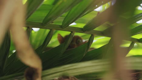 amazingly adorable tarsier monkey nestled between lush green trees in the heart of the philippine jungle, showcasing its huge eyes and delicate features.