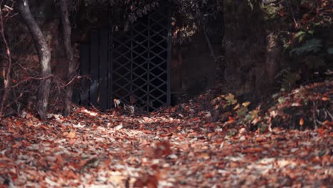 Una-Puerta-De-Celosía-De-Metal-Escondida-En-El-Bosque-Entre-Los-árboles-Enredados