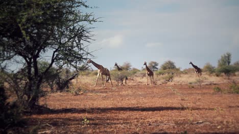 Eine-Gruppe-Von-Giraffen,-Die-Frei-In-Afrika-Herumlaufen