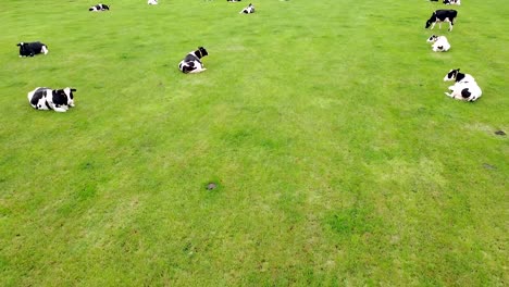 Tiro-De-Dron-En-Movimiento-Hacia-Adelante-De-Vacas-En-Un-Gran-Campo-De-Hierba