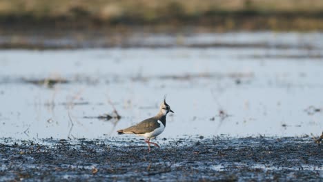 lapwing bird feeding during spring morning wetlands flooded meadow