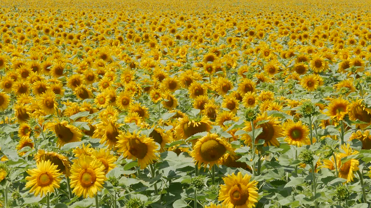 활짝 핀 해바라기 밭. 기름을 함유한 작물