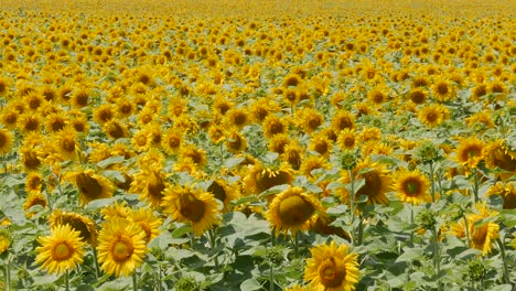 Blühende-Sonnenblumenfelder.-ölhaltige-Ernte
