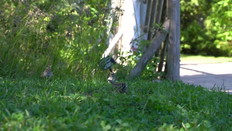 Viele-Spatzen,-Die-Im-Gras-Nach-Samen-Suchen