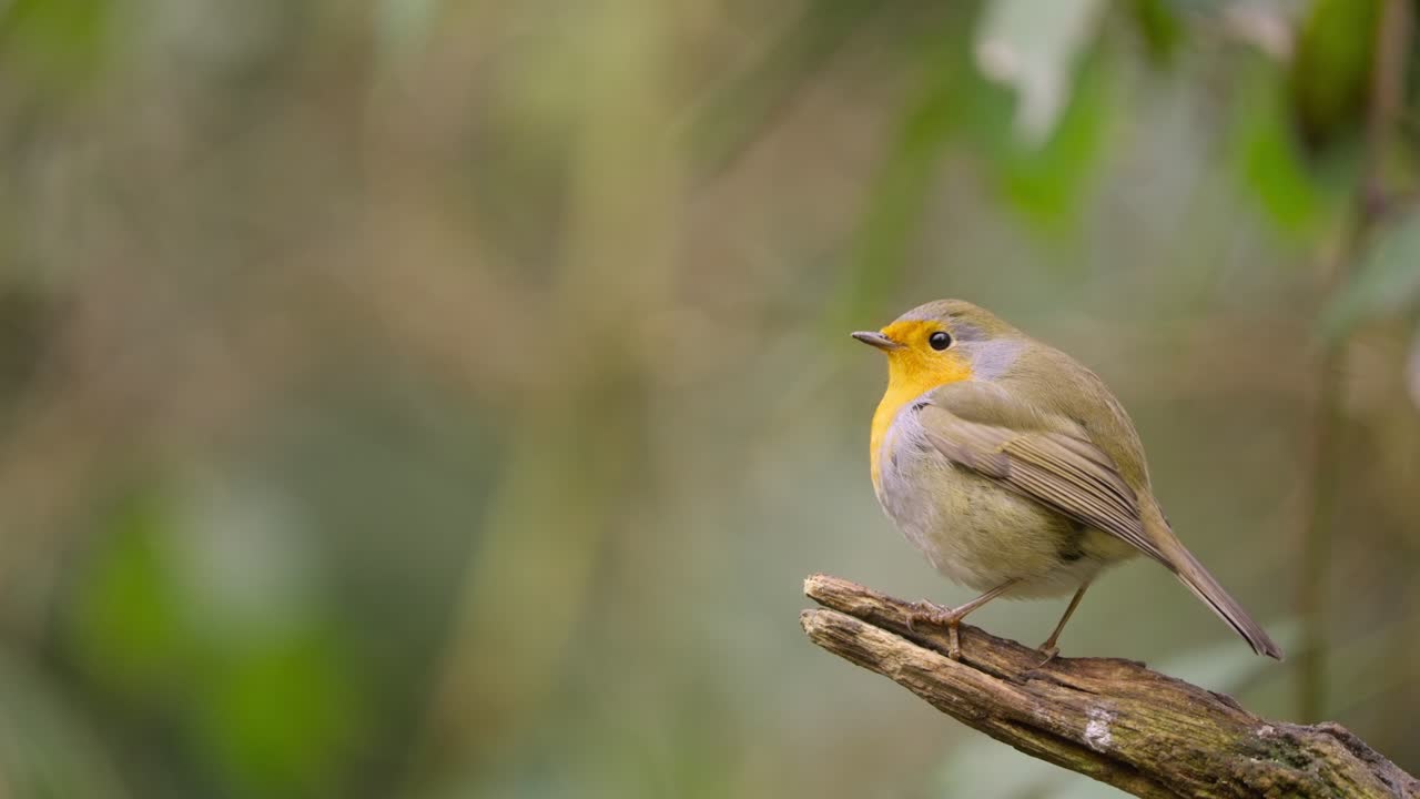 Eurasian robin flutters wings while perched on branch in forest, subtle movement in slow motion