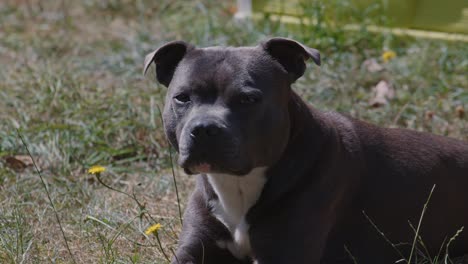 Staffordshire-Bullterrier-Hund-Sitzt-Auf-Gras,-Zeitlupe