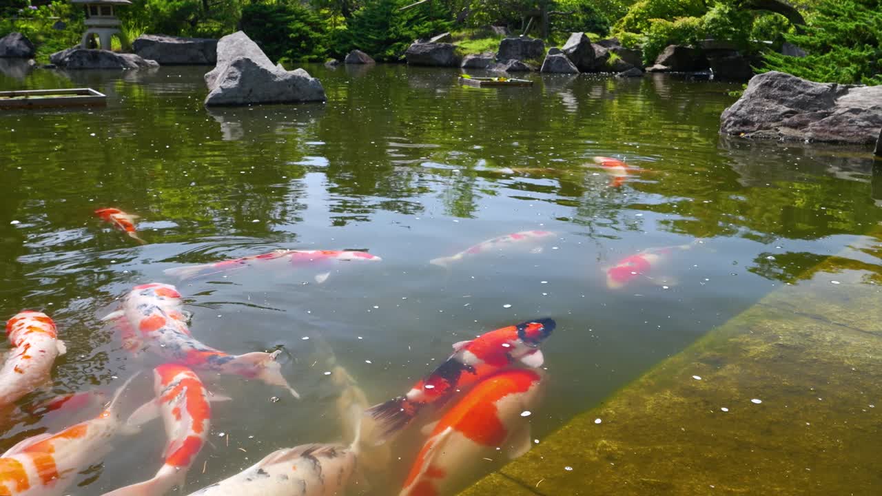 Koi fish swimming in a clear pond in a Japanese garden