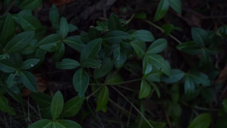 true myrtle - common periwinkle (vinca minor)