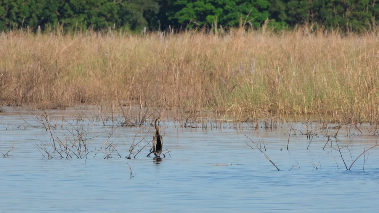 Visto di schiena, che guarda da destra a sinistra e intorno mentre è appollaiato su un ramo appena sopra la superficie dell'acqua, Anhinga orientale, conosciuto anche come uccello serpente Anhinga, Thailandia