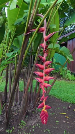 hanging red cup-shaped bracts of a heliconia flower in a tropical garden in tortuguero, costa rica.