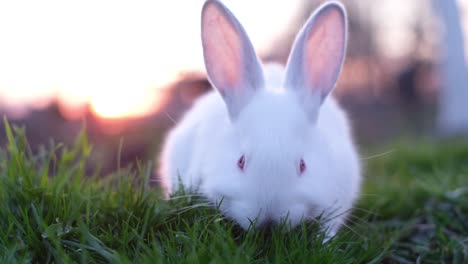 close-up of a white rabbit foraging in green grass at sunset