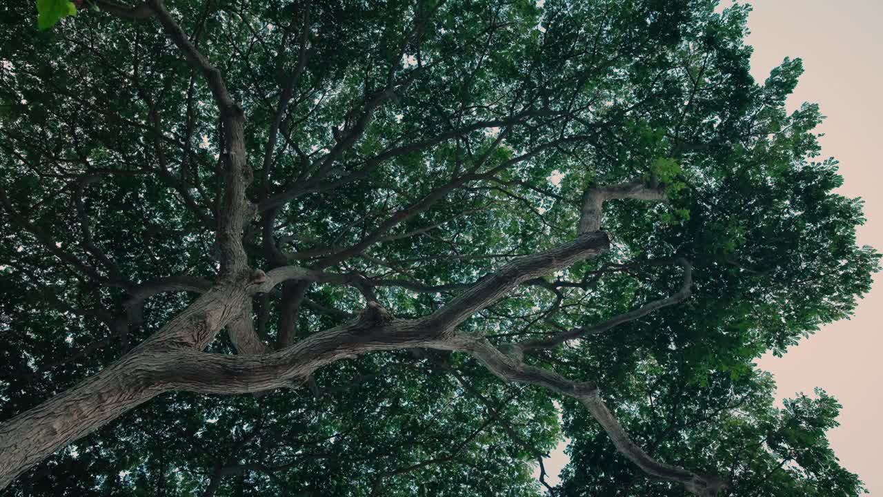 POV of Tropical Tree Canopy from below, starting static and then slowly starting to spiral counter clockwise in slow motion