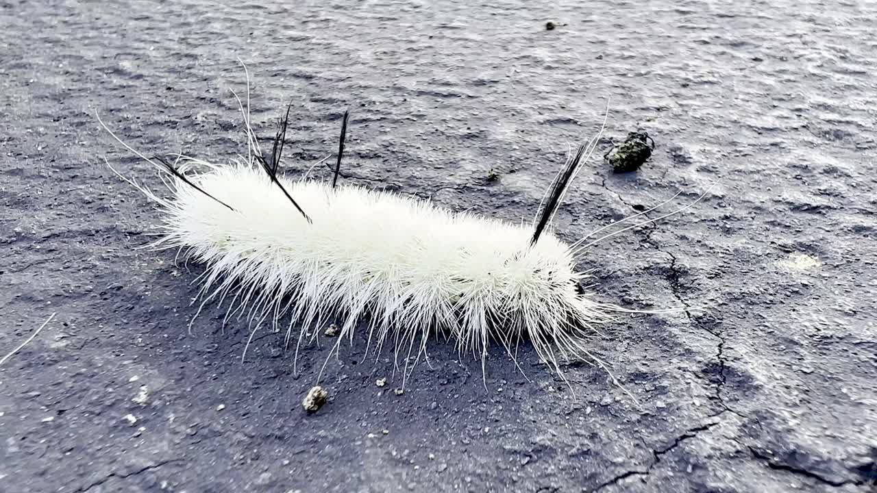 흰색 퍼지 애벌레, acronicta americana