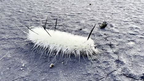 oruga borrosa blanca, acronicta americana