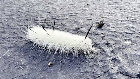 white fuzzy caterpillar, acronicta americana