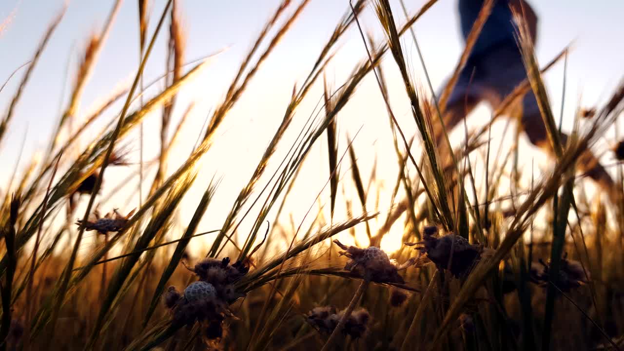 A jogger runs from right to left in a field at sunset
