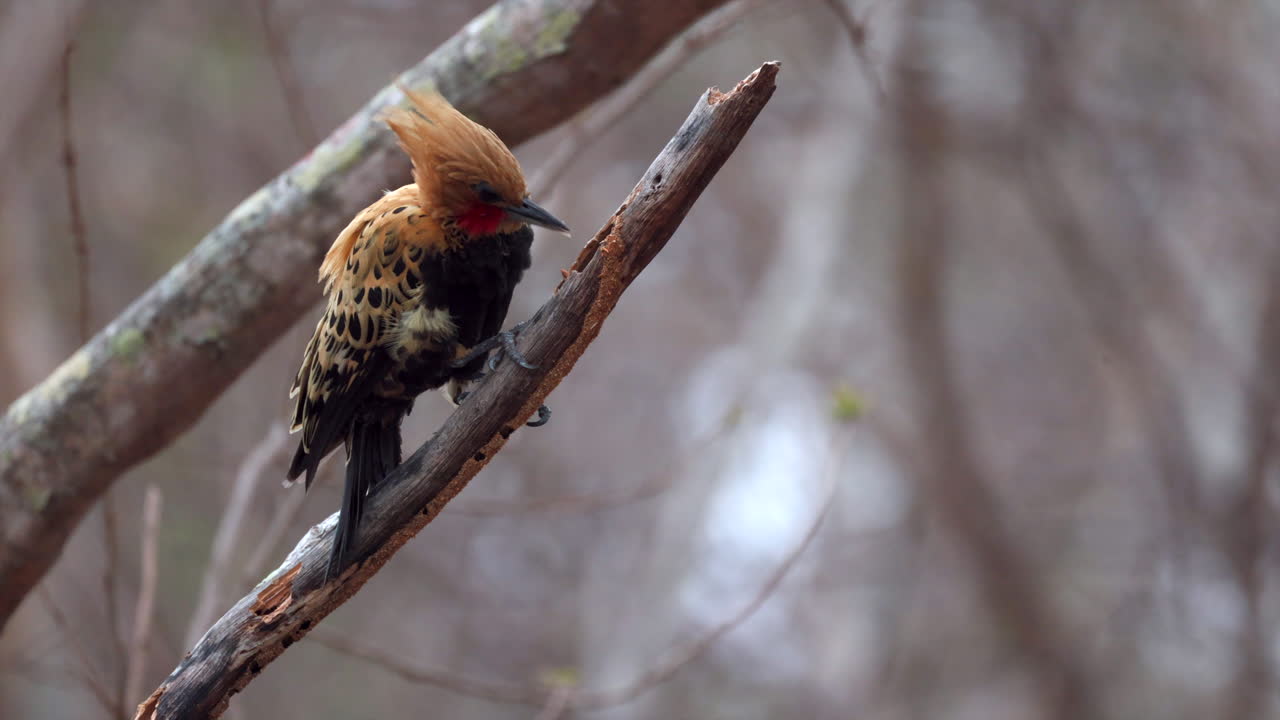 el pájaro carpintero tropical de espalda ocre picoteando en las ramas en busca de insectos
