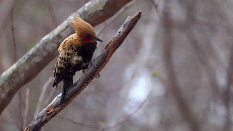 Tropical-Ochre-backed-Woodpecker-pecking-at-branch-foraging-for-insects-Orig