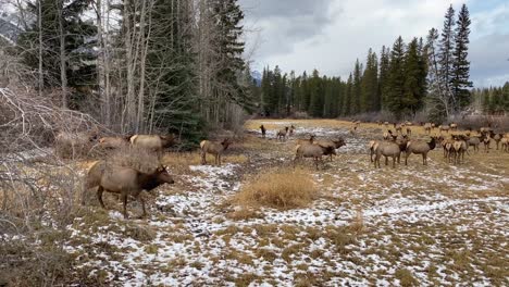 elk walking in a dried up creek, in canmore, ab